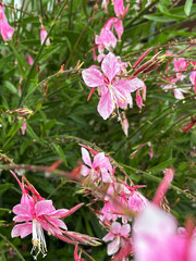 Pink flowers with dew drops on stems during rainy season in Japan. Close-up nature photography. Summertime floral concept.