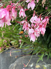 Bee flying towards a pink flower with green leaves and stones in the background. Close-up nature photography. Summertime floral concept for web, print and more