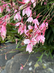 A Bee and Pink Flowers with green leaves and stones in the background. Close-up nature photography.