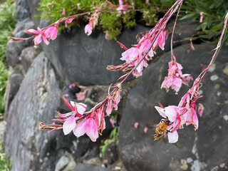 A Pink Flowers and Bee, who drinks nectar, with stones and green leaves in the background.Close-up nature photography.