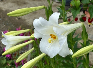 White Lilies with Raindrops on petals during rainy season in garden. Close-up nature photography.