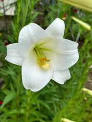 Single White Lilie with Raindrops on Petals during rainy season with green leaves in the background. Close-up nature photography.