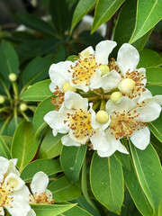 White inflorescence of flowers of a tropical tree with round fruits on a background of green leaves with raindrops.  Close-up nature photography.