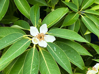 White Flower of a tropical tree on a background of green leaves with raindrops during rainy season.  Close-up nature photography. Floral concept for web, print and more