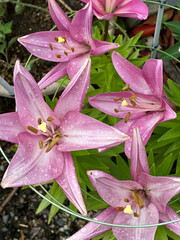 Pink lilies with raindrops on petals during rainy season. Close-up nature photography. Floral...