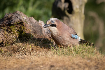 A close up of an eurasian jay, Garrulus glandarius, as it stands on grass looking for food. There is space for text around it.