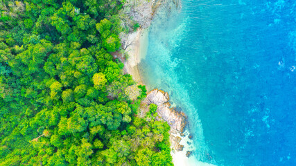 Top view of the green forest and the sea. Natural ecosystems of forests and oceans. concept of natural forest conservation