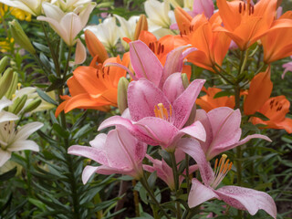 bright lilies in the garden in summer