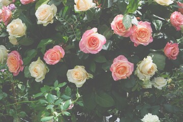 バラの背景イメージ