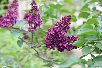 lilac flowers in the garden