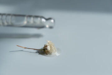 Pipettes with serum and flowers on a blue background
