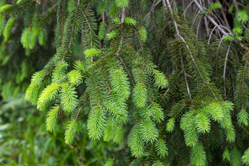 Norway spruce with many spruces in spring.