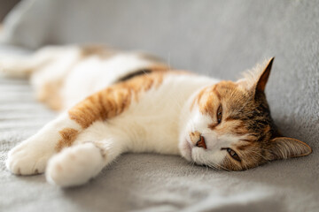Portrait of little adorable tricolor kitten sleeping on sofa