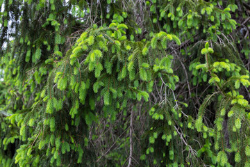 Norway spruce with many spruces in spring.