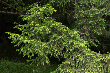 Norway spruce with many spruces in spring.
