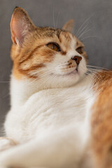 Portrait of little adorable tricolor kitten