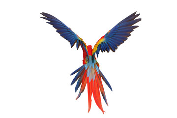 Beautiful feathers on the back of Scarlet macaw isolated on transparent background png file © Passakorn