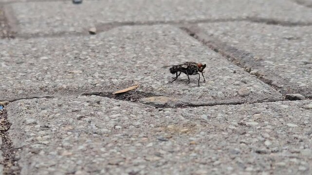 Close up of hurt big black fly walking on stony ground.
