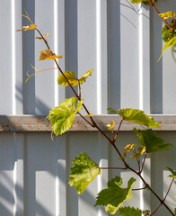 Grape mustache on the fence