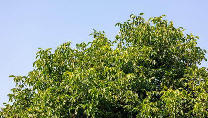 Walnut leaves against a blue sky