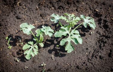 Watermelon plants in the ground in the garden
