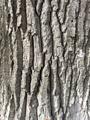 Tree bark as an abstract background. Texture