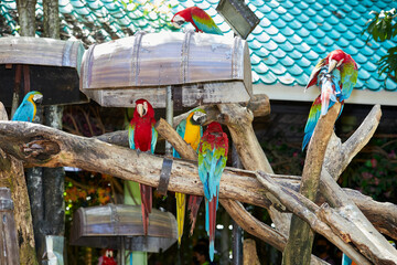 Close-up of parrot macaw on branch