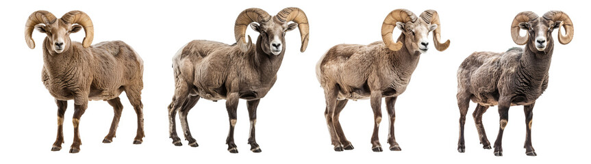 Bighorn Sheep Standing in a Row isolated on a white or transparent background