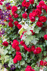 Beautiful red roses blooming along a brick wall.