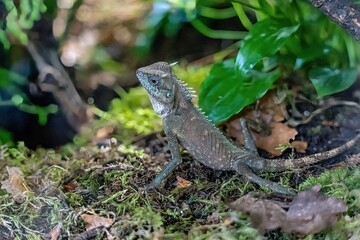 portrait photo of a beautiful lizard