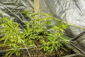SoG Sea of Green net hemp cultivation technique Growing pot in growtent indoor Vegetative stage...