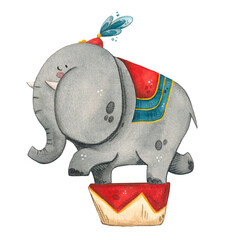 Watercolor composition on a white background of a circus elephant standing on a pedestal. The illustration is suitable for decorating children's parties, cards, children's bedrooms, and clothing © DemiLenka