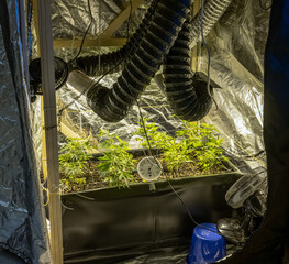SoG Sea of Green net hemp cultivation technique Growing pot in growtent indoor Vegetative stage marijuana growth Medical