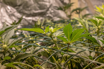 female blossom marijuana SoG Sea of Green net hemp cultivation technique Growing pot indoor bloom stage growth Medical