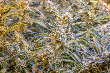 female blossom marijuana SoG Sea of Green net hemp cultivation technique Growing pot indoor bloom...
