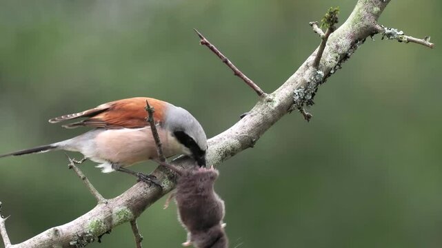 Neunt&ouml;ter (Lanius collurio)  mit Spitzmaus