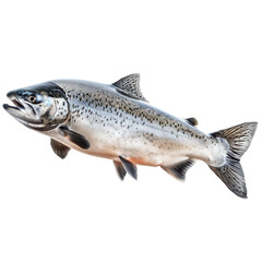 Naklejka premium Atlantic Salmon Isolated on Transparent or White Background, PNG