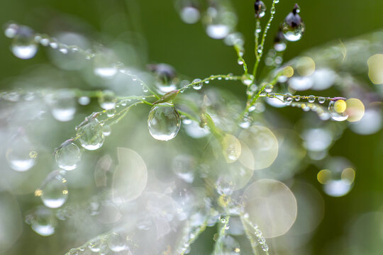 Close-up of dew drops hanging on the grass.