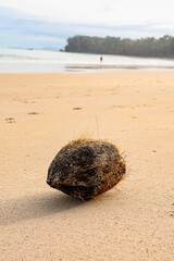 A wet coconut with the fiber washed up from the sea to the beach. A tranquil view of on a sandy tropical beach