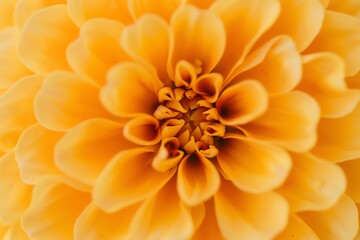 Close-up of a vibrant yellow flower with delicate petals.