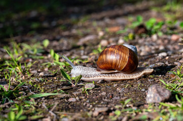 Roman snail Helix pomatia snailing away in Sweden