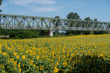 Helianthus annuus Sunflower flower petals color