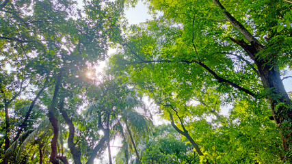 Wonderful View of green trees in forest