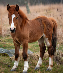 Fototapeta premium Pregnant Chestnut Horse Standing in Grassy Meadow During Daytime