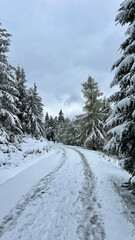 Pine trees in the snow, view from below. Winter mountain forest