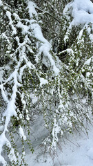 Spring green leaves on trees under a layer of ice