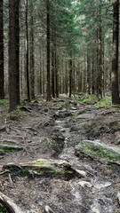 Mountain hiking trail passing through tree roots in the Polish Mountains