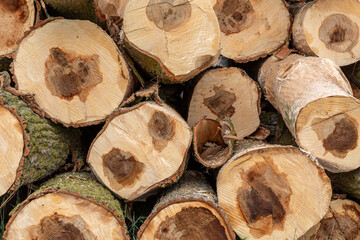 Poplar trunks stacked for the industrial use of their wood. Populus.