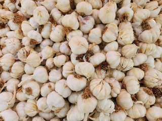 Bulbs of garlic prepared for packaging after harvest