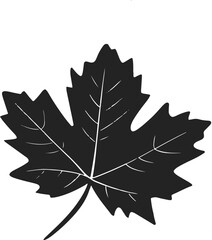 Fototapeta premium Beech leaf Leaf vector set icons silhouettes styel with white background
